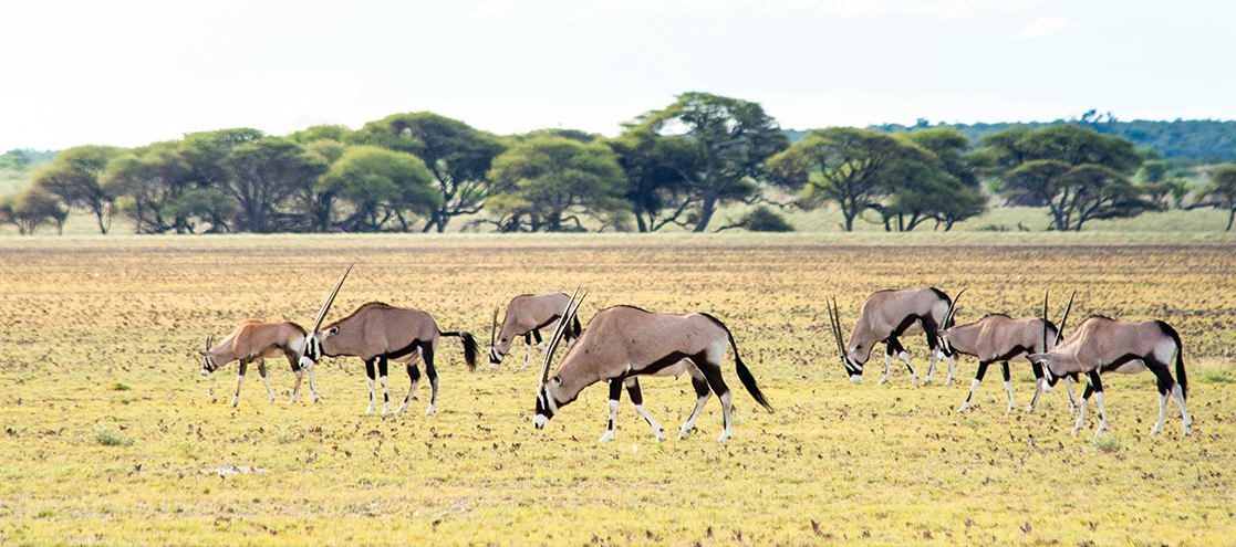 The Central Kalahari Game Reserve (CKGR)